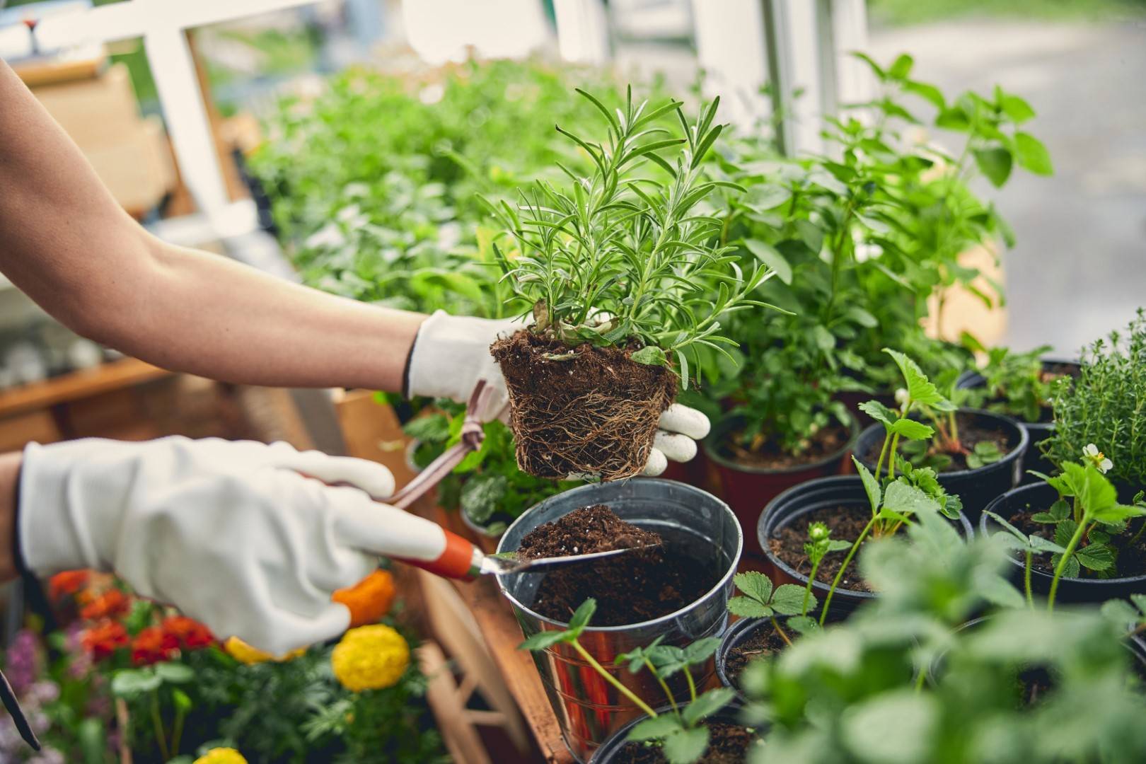 Horticulteur près de Livron-sur-Drôme