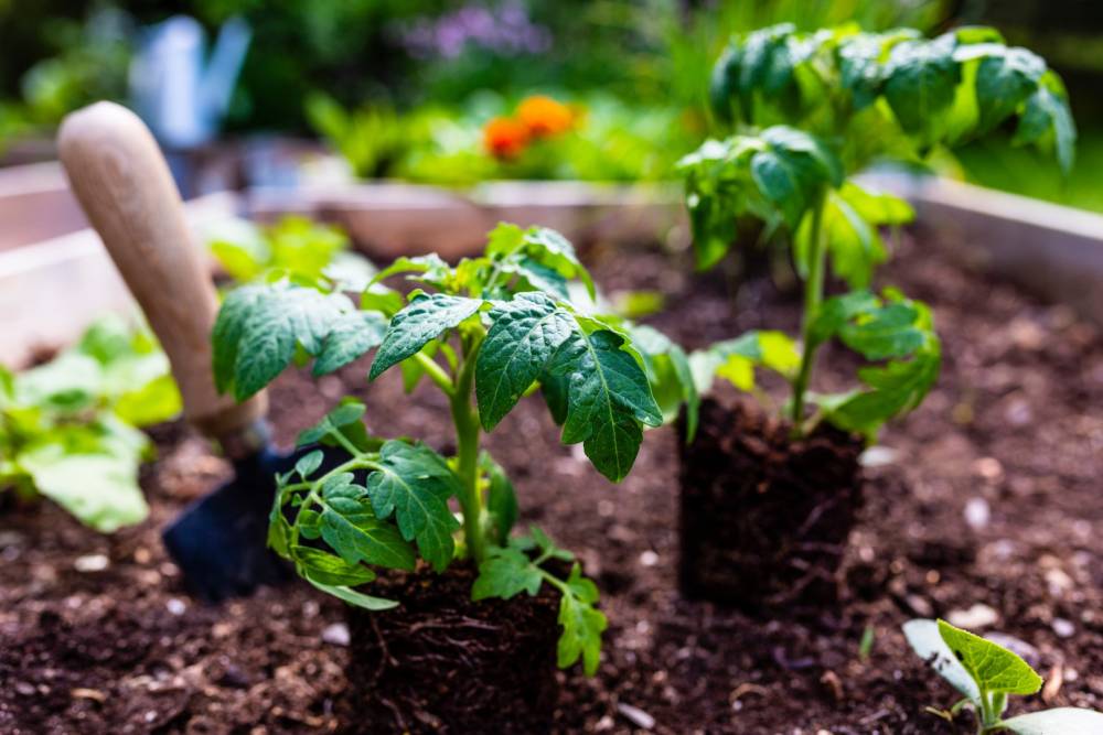 pouces de tomates