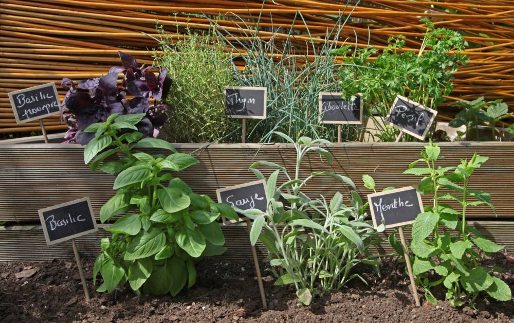 Plantes aromatiques près de Romans-sur-Isère