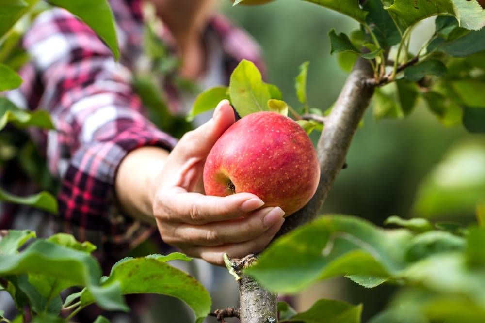 Arbres fruitiers près de Romans-sur-Isère