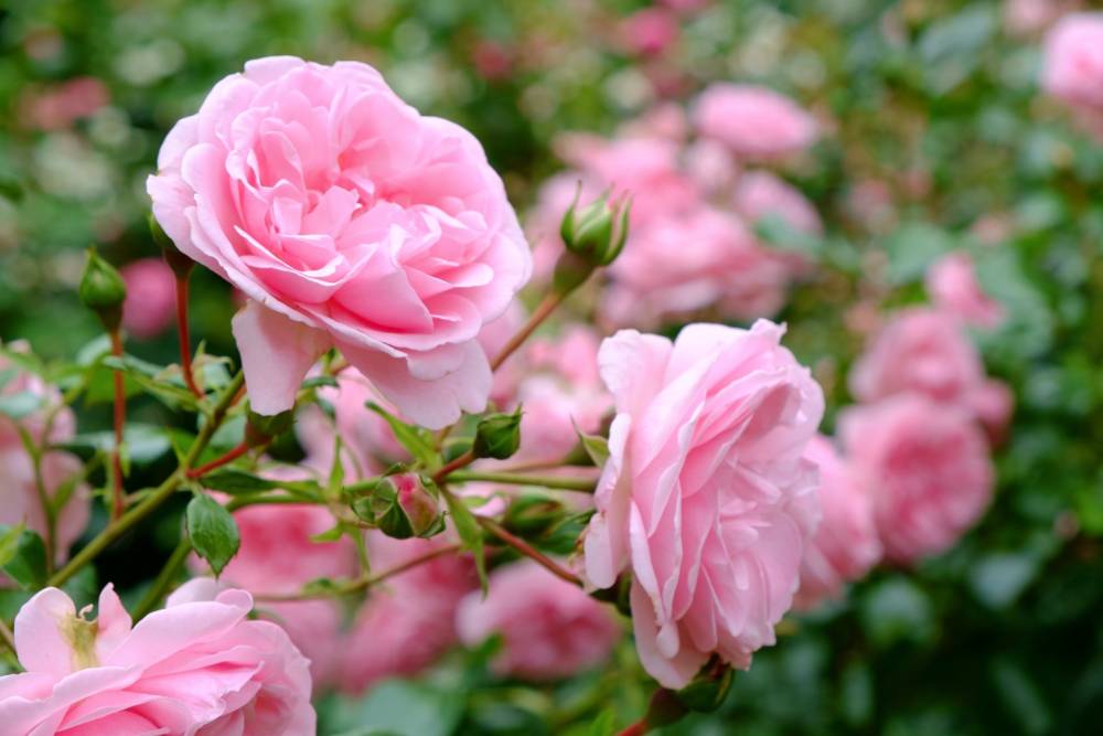 Rosiers près de Romans-sur-Isère