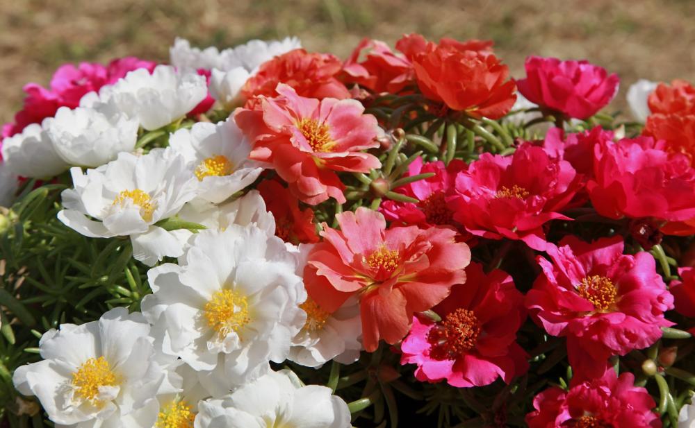 fleurs de massifs