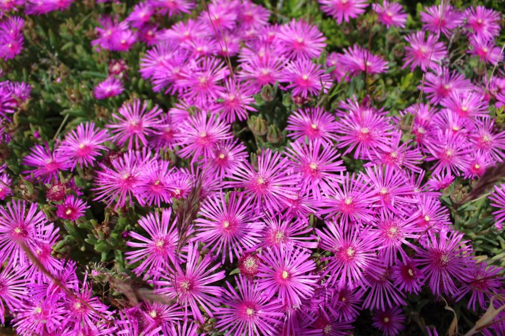 fleurs vivaces violettes