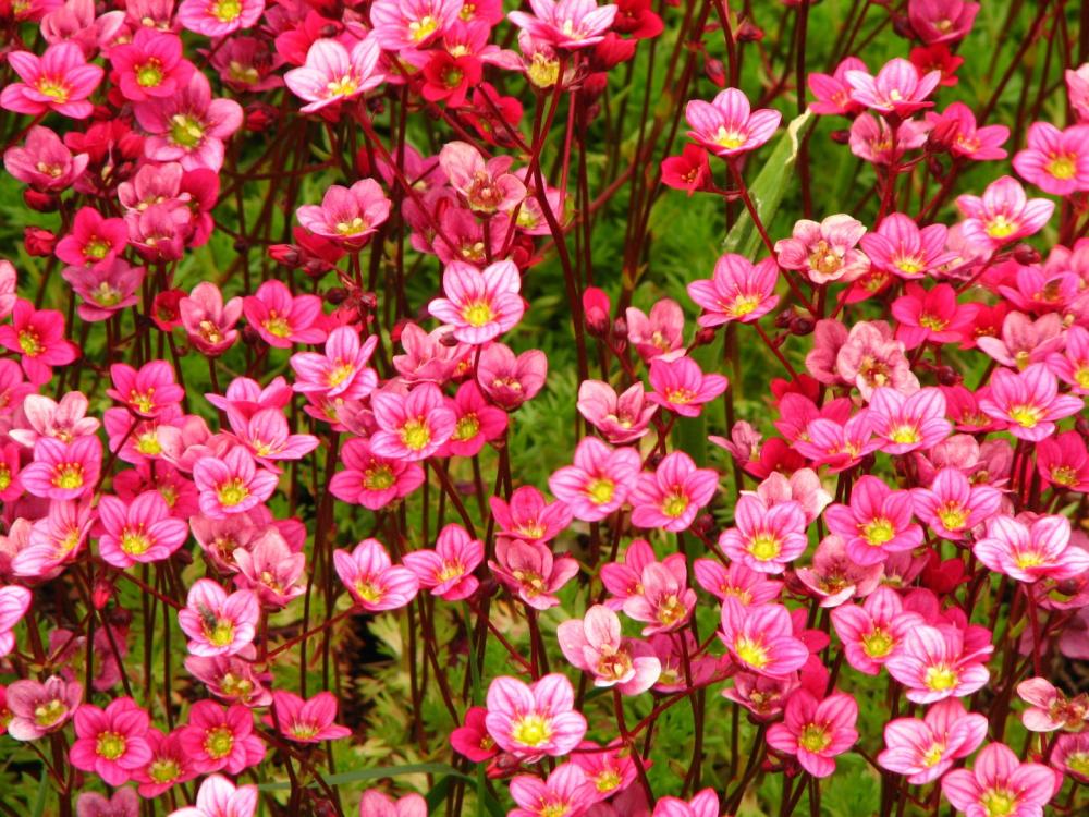fleurs vivaces roses