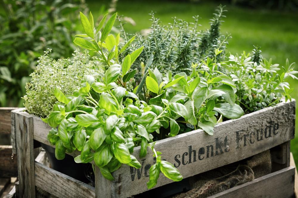 herbes aromatiques
