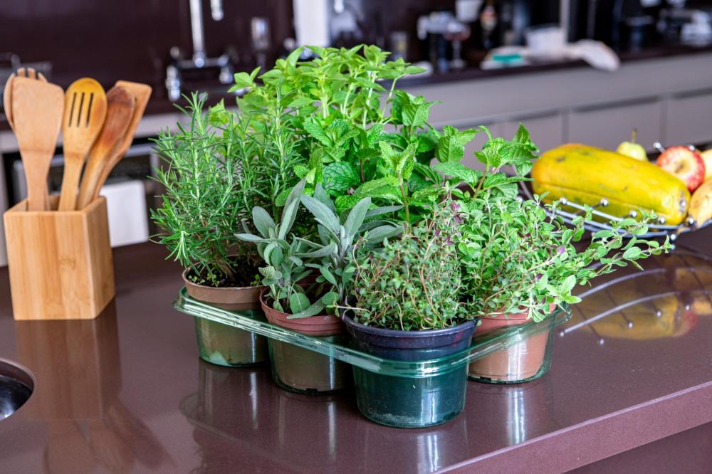 pot d'herbes aromatiques