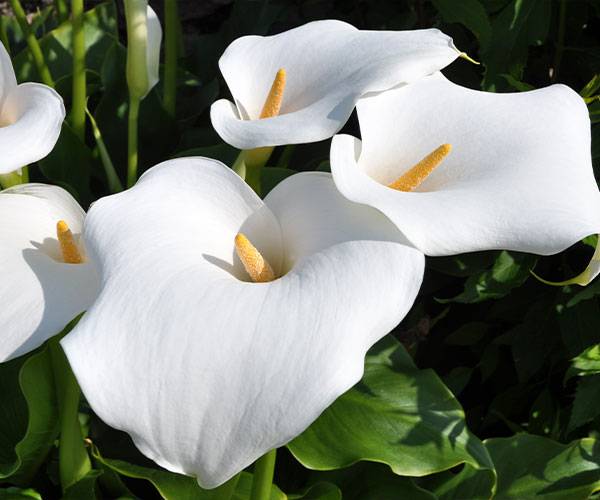 Arum