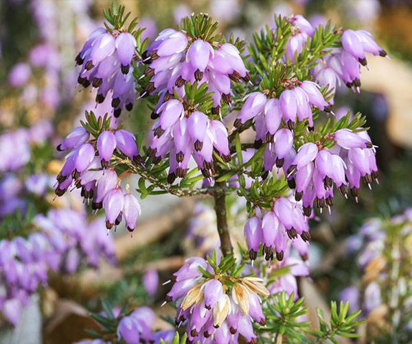 Calluna