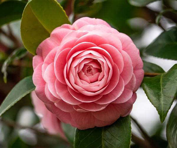 Camelia