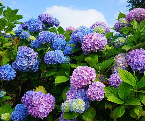 Hortensia