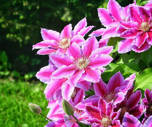 Clematite