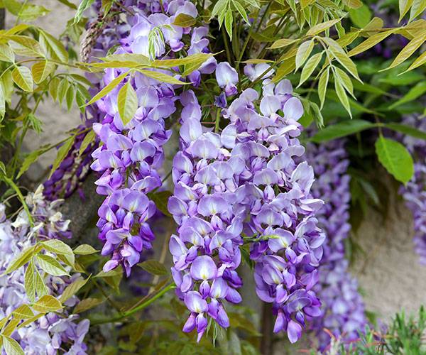 Glycine