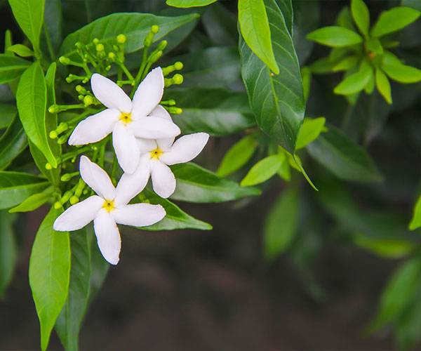 Jasmin