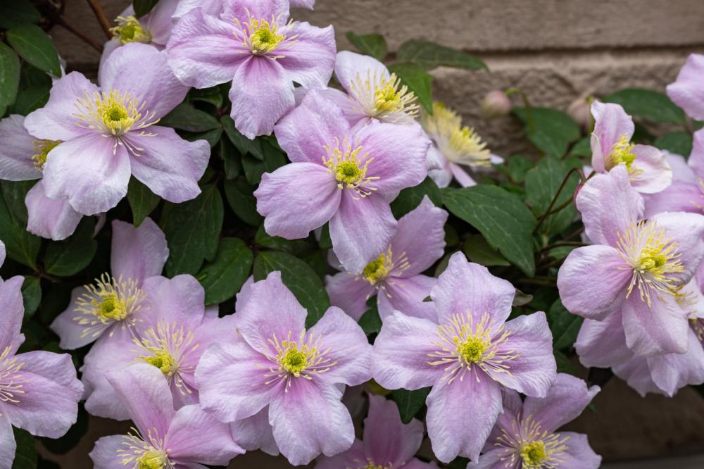fleurs rosée