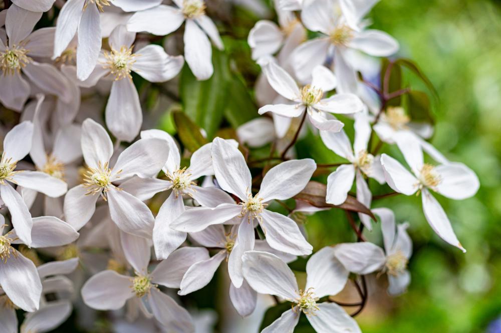 clematis
