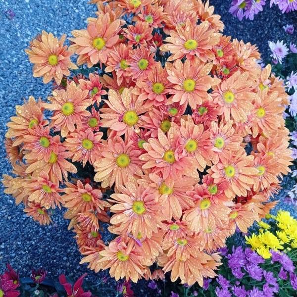 bouquet rose orange