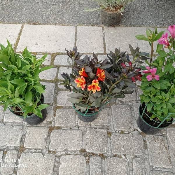 pots rosiers