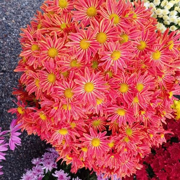rosier orange