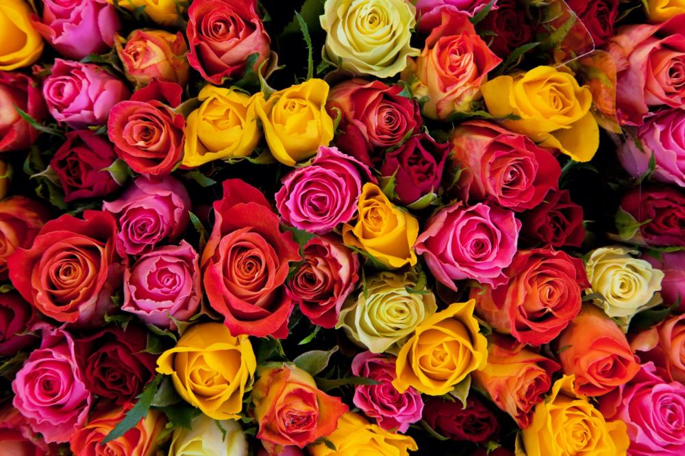 sélection de roses